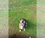 Small Mutt