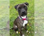 Small #5 American Pit Bull Terrier Mix