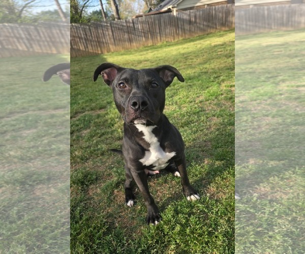 Medium Photo #5 American Pit Bull Terrier-Unknown Mix Puppy For Sale in Germantown, OH, USA