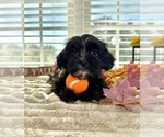 Small #4 Maltipoo