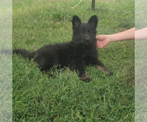 German Shepherd Dog Puppy for sale in COUCH, MO, USA