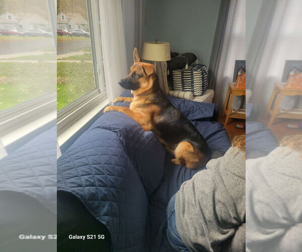 Medium Photo #44 German Shepherd Dog Puppy For Sale in LA FAYETTE, NY, USA