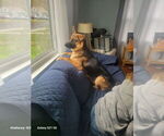 Small Photo #44 German Shepherd Dog Puppy For Sale in LA FAYETTE, NY, USA