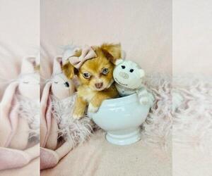 Chihuahua Puppy for sale in ORLANDO, FL, USA