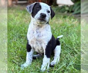 Fiji Pup - Lovo - Female Colonial Cocker Spaniel-Unknown Mix Dog for Adoption - Photo #3
