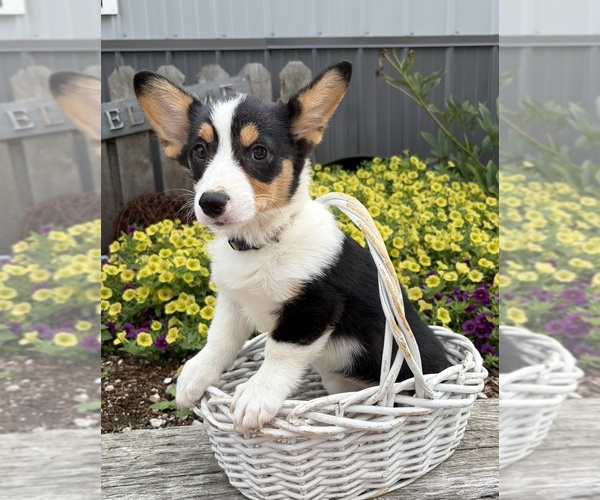 Medium Photo #2 Pembroke Welsh Corgi Puppy For Sale in MIDDLEBURY, IN, USA