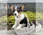 Small #1 Pembroke Welsh Corgi
