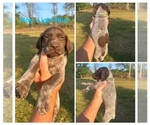 Puppy Male Litle Blue German Shorthaired Pointer