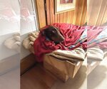Small Photo #2 Doberman Pinscher Puppy For Sale in Aurora, OH, USA