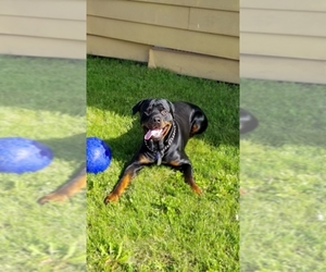 Father of the Rottweiler puppies born on 10/19/2019