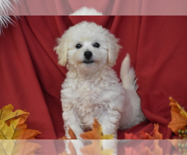 Medium Photo #3 Bichpoo Puppy For Sale in ELDORADO, OH, USA
