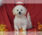 Small #2 Bichpoo