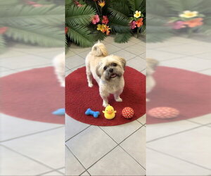 Geoffrey David - Male Shih Tzu Dog for Adoption - Photo #14