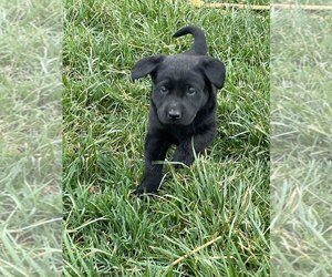 Labrador Retriever Puppy for sale in EDINBURG, VA, USA