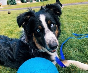 Australian Shepherd Puppy for sale in ALLENDALE, MI, USA