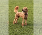 Small #16 Poodle (Standard)