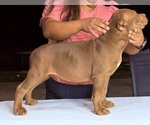 Puppy 2 American Bully