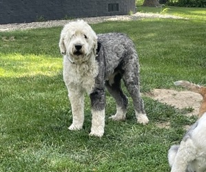Father of the Old English Sheepdog puppies born on 09/27/2022