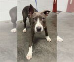 Small American Pit Bull Terrier