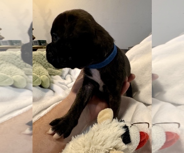Medium Photo #2 Boxer Puppy For Sale in LANSING, MI, USA