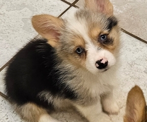 Pembroke Welsh Corgi Puppy for sale in MILTON, WI, USA