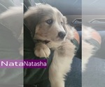Small #2 Australian Shepherd-Great Pyrenees Mix
