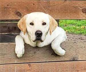 Father of the Labrador Retriever puppies born on 05/16/2026