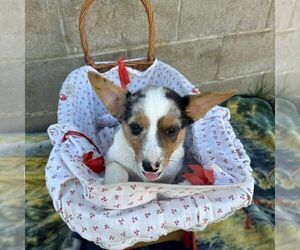 Medium Pembroke Welsh Corgi