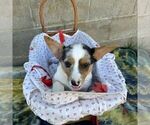 Small Pembroke Welsh Corgi