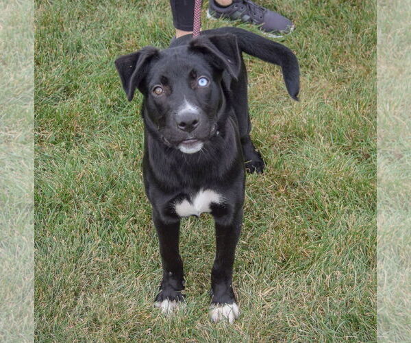 Medium Photo #5 Border Collie-Unknown Mix Puppy For Sale in Huntley, IL, USA