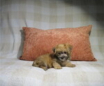 Litter of 3 - Male MorkieLitter of Puppies for Sale - Photo #4