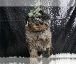 Puppy Jagger AKC Poodle (Toy)