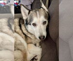 Small #4 Huskies  Mix
