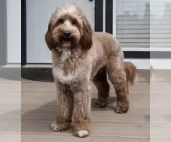 Medium Photo #1 Goldendoodle Puppy For Sale in PORTLAND, OR, USA