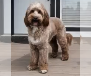 Father of the Goldendoodle puppies born on 10/18/2025