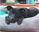 Small #6 Mutt