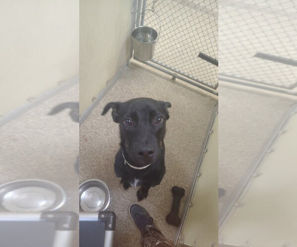 Medium Photo #2 Mutt Puppy For Sale in Great Bend, KS, USA