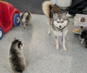 Mother of the Pomsky puppies born on 04/01/2025