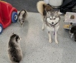 Small Photo #1 Pomsky Puppy For Sale in GOSHEN, IN, USA