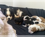 Small Photo #5 Cavalier King Charles Spaniel Puppy For Sale in SENECA, SC, USA