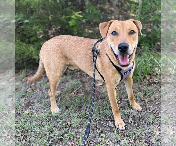 Medium Photo #2 Labrador Retriever-Unknown Mix Puppy For Sale in Fort Worth, TX, USA