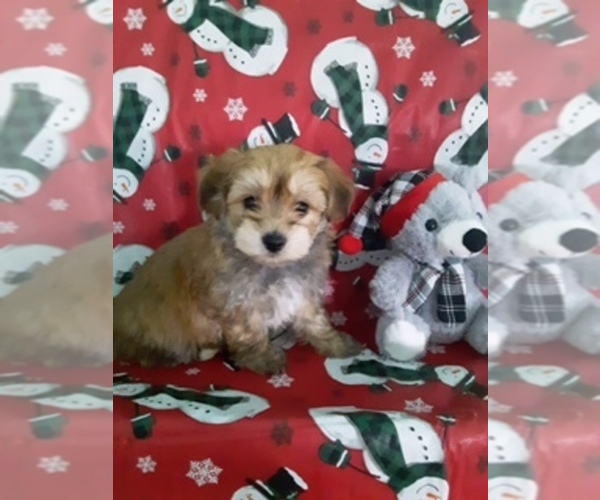 Medium Photo #4 Yo-Chon Puppy For Sale in SCOTTVILLE, MI, USA