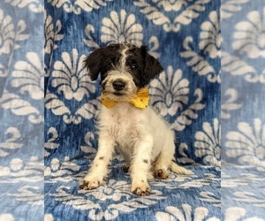 Jack-A-Poo Puppy for sale in COCHRANVILLE, PA, USA