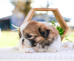 Small Photo #32 Shih Tzu Puppy For Sale in SYRACUSE, IN, USA