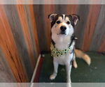 Small #8 Huskies  Mix