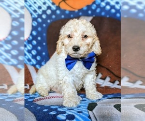 Goldendoodle-Poodle (Toy) Mix Puppy for sale in QUARRYVILLE, PA, USA