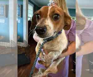 Renne - Female Chihuahua-Unknown Mix Dog for Adoption - Photo #12