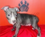 Small Photo #20 American Pit Bull Terrier Puppy For Sale in TRENTON, NJ, USA