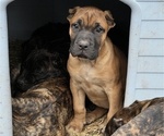 Small Photo #16 Presa Canario Puppy For Sale in LEVITTOWN, PA, USA