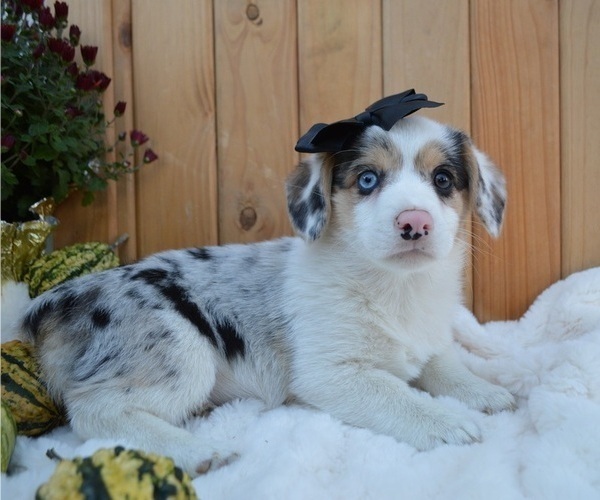 Medium Photo #3 Pembroke Welsh Corgi Puppy For Sale in HONEY BROOK, PA, USA